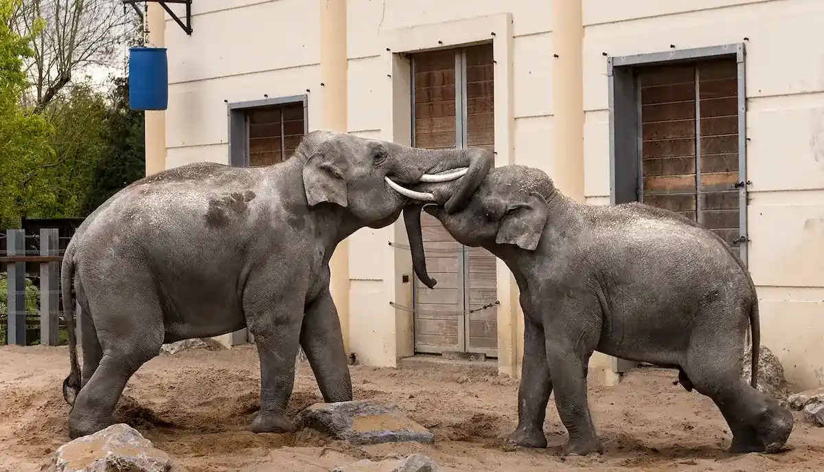 Zoo de Maubeuge — VTC famille depuis Lille, top 10 France